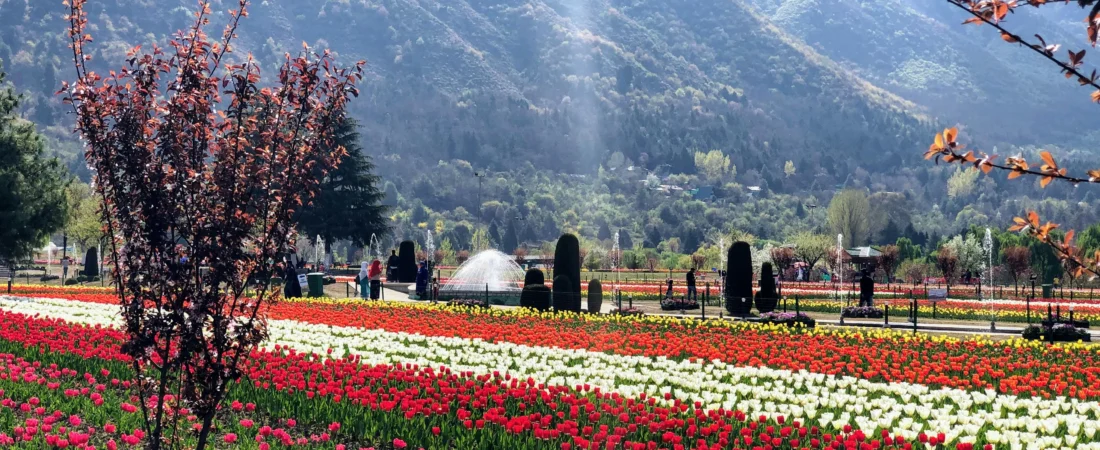 this image is used for tulip garden
