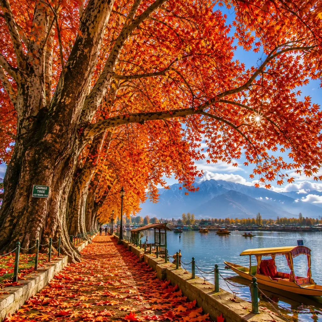 Majestic Chinar trees displaying brilliant orange and red autumn foliage beside Dal Lake in Srinagar, with colorful leaves, traditional boats, and mountains in the background.